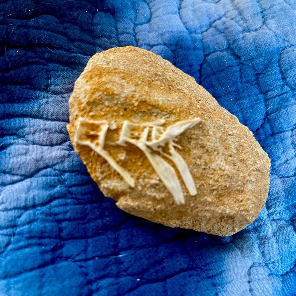 Fish fossil